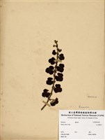 藏品(高山懸鉤子)的圖片